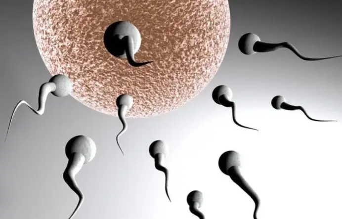 Male Fertility and Vitality